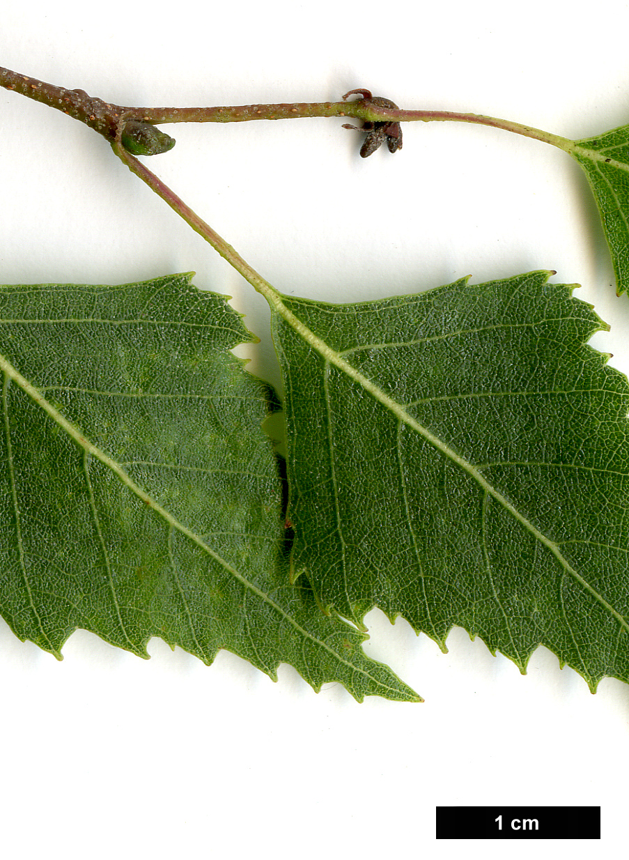 High resolution image: Family: Betulaceae - Genus: Betula - Taxon: pendula - SpeciesSub: subsp. pendula